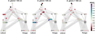 Combining food web theory and population dynamics to assess the impact of invasive species